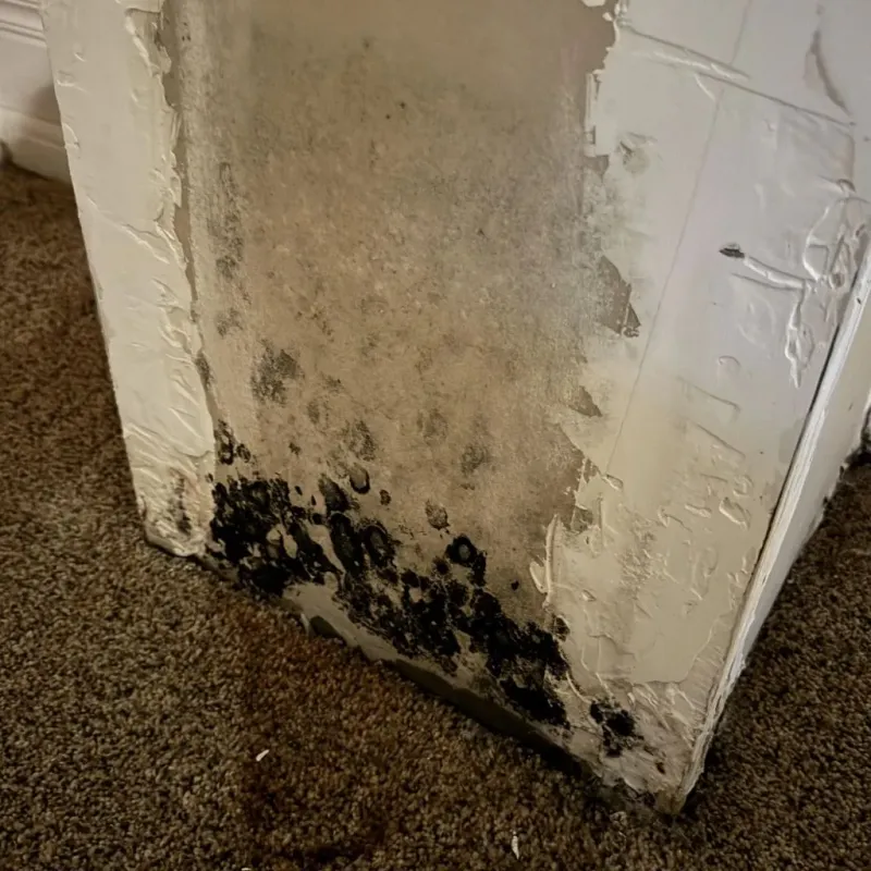 Professional Mold Removal in Olla, LA